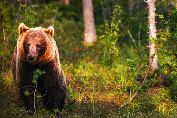 Fototapeta premium brown bear in the forest