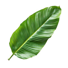 Close-Up Shot of a Large Green Leaf with Visible Veins and Patterns
