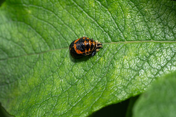 Ladybug pupa on a green leaf