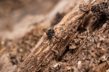 Fly on a log 