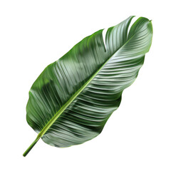 Close-up of vibrant green tropical leaf with detailed texture and isolated white background