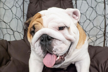 Dog. English bulldog. Cute purebred dog. Animal themes