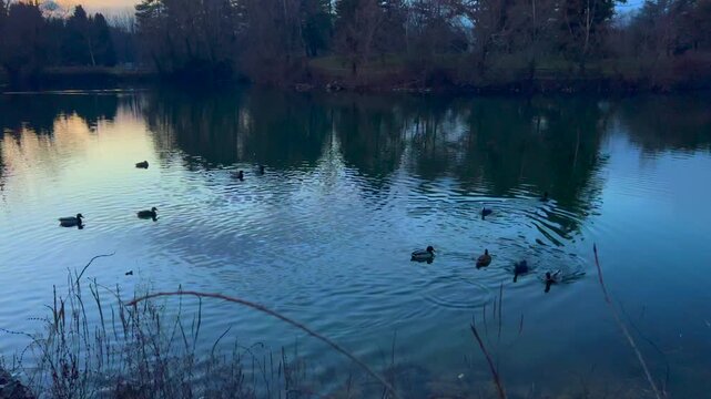 mallards with chicks at sunset in a staglio of the Pellerina park in Turin . High quality 4k footage