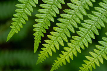 Leaves of a green fern plant in close up 