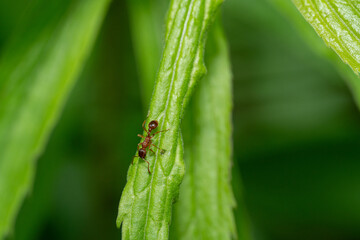 Small brown ant on a green leaf