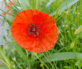 Red poppy flower on a background of green grass close-up.