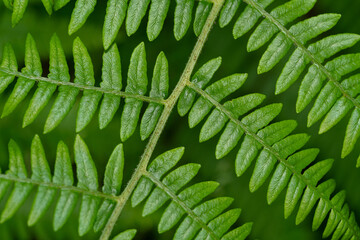 Green fern plant close up