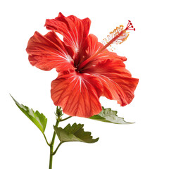 Vibrant Red Hibiscus Flower in Bloom with Green Foliage Isolated on White Background