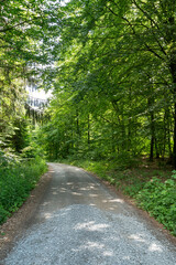 Forest with gravel road in summer