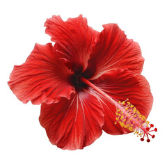 Stunning Red Hibiscus Flower Close-Up in Tropical Environment © JH45