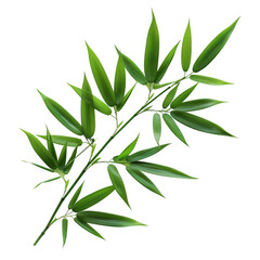 Vibrant Green Bamboo Plant on Transparent Background, Isolated Branch Image