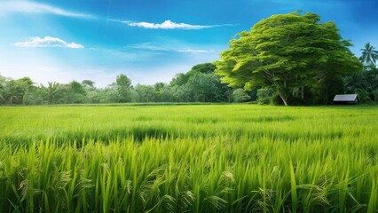 Sunny Day in a Green Field