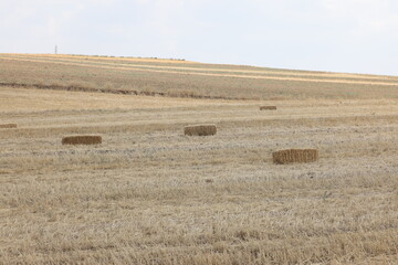 hay bales in the field