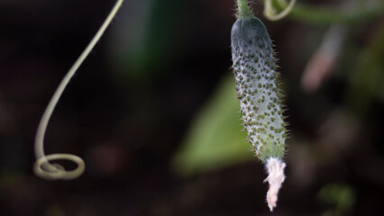 A small cute cucumber hangs on a bush in a greenhouse