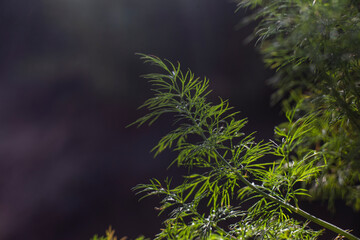 Fresh, fragrant sprig of dill on a black background. Dill grows in a garden bed