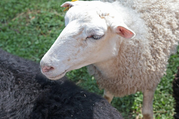 White sheep at contact zoo. Animals and therapy. Quality close up photo. 