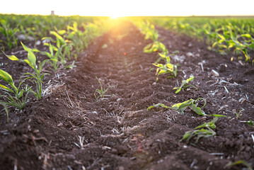 Beautiful morning landscape of sunrise over young green corn field 