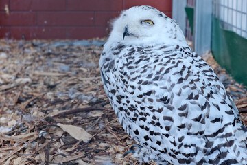 White polar owl in zoo. Wild bird of prey. Structure of tundra owls with white plumage. 
