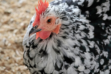 Rooster, hen on private farm in chicken coop close-up. Comb and beak. Poultry farming and agriculture. Pure bred. 