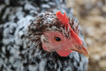 Hen on private farm in chicken coop close up. Comb and beak. Poultry farming and agriculture. Purebred breeding. 