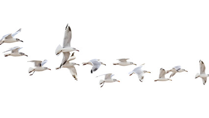 Flock of seagulls isolated on a transparent background, PNG