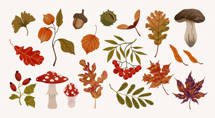Hand drawn vector autumn elements set. Fall leaves, berries, mushrooms, maple, acorns, oak. Harvest time. Colored trendy illustration. Autumn floral stickers.