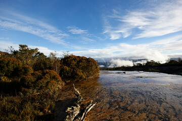 Shallow freshwater river with Bonnetia trees on its banks in the morning light on Auyan Tepui, Venezuela
