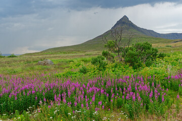 Weidenröschen in der kargen Landschaft der Westfjörde, Island