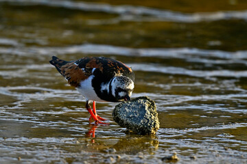 Steinwälzer dreht einen Stein // Ruddy turnstone (Arenaria interpres)