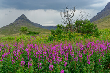 Weidenröschen in der kargen Landschaft der Westfjörde, Island