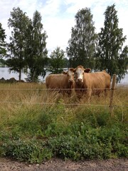 Brown cows
