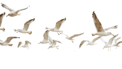 Flock of seagulls isolated on a transparent background, PNG