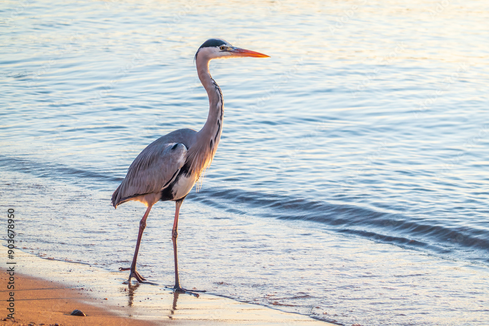 Canvas Prints A heron hunting in the sea. Grey heron on the hunt