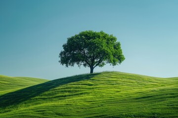 Fototapeta premium Solitary tree on a grassy hill under a clear blue sky