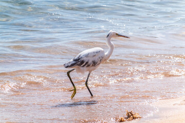 White Western Reef Heron (Egretta gularis) at Sharm el-Sheikh beach, Sinai, Egypt