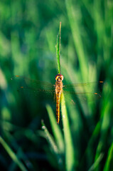 an orange dragonfly perched on a rice leaf