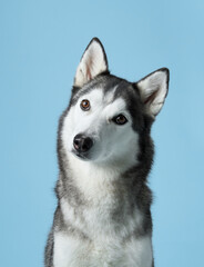 Attentive Siberian Husky portrayed in a serene studio, sky-blue background complements its grey and white fur. This dignified pose highlights the Husky's keen gaze and symmetrical facial markings