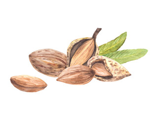 Almond nuts, peeled and in the nutshell with leaves. Watercolor painted vegan food. Botanical composition, snack pile. Illustration with stone fruit. Clipart on isolated background for print, label.