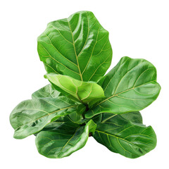 Obraz premium Vibrant Green Fiddle Leaf Fig Plant with Detailed Glossy Leaves