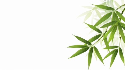 Obraz premium Delicate bamboo leaves and stems showcased in a stunning botanical illustration on a pure white background. Natures elegance captured.