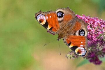 A Peacock butterly with spread wings sits  on a pink  flower. Inachis io
