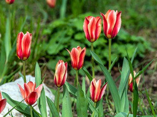 beautiful bright multicolored tulips in the city square