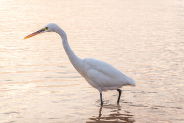 Great egret (Ardea alba), a medium-sized white heron fishing on the sea beach