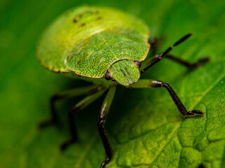 green shield bug