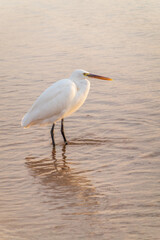 Great egret (Ardea alba), a medium-sized white heron fishing on the sea beach