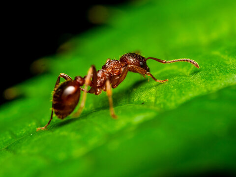 ant on leaf