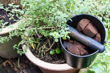 Compacted coffee ground next to pot of oregano plant. Coffee grounds are excellent organic and natural fertilizer.