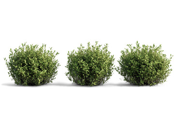 Photorealistic green shrubs and ornamental plants in a symmetrical arrangement, featuring detailed foliage and boxwood topiary, isolated PNG on transparent BG, perfect for landscape design elements