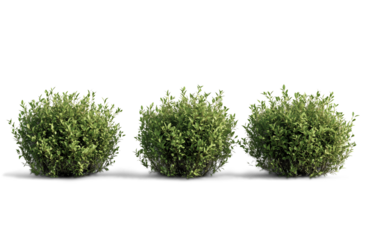 Photorealistic green shrubs and ornamental plants in a symmetrical arrangement, featuring detailed foliage and boxwood topiary, isolated PNG on transparent BG, perfect for landscape design elements