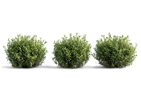 Photorealistic green shrubs and ornamental plants in a symmetrical arrangement, featuring detailed foliage and boxwood topiary, isolated PNG on transparent BG, perfect for landscape design elements